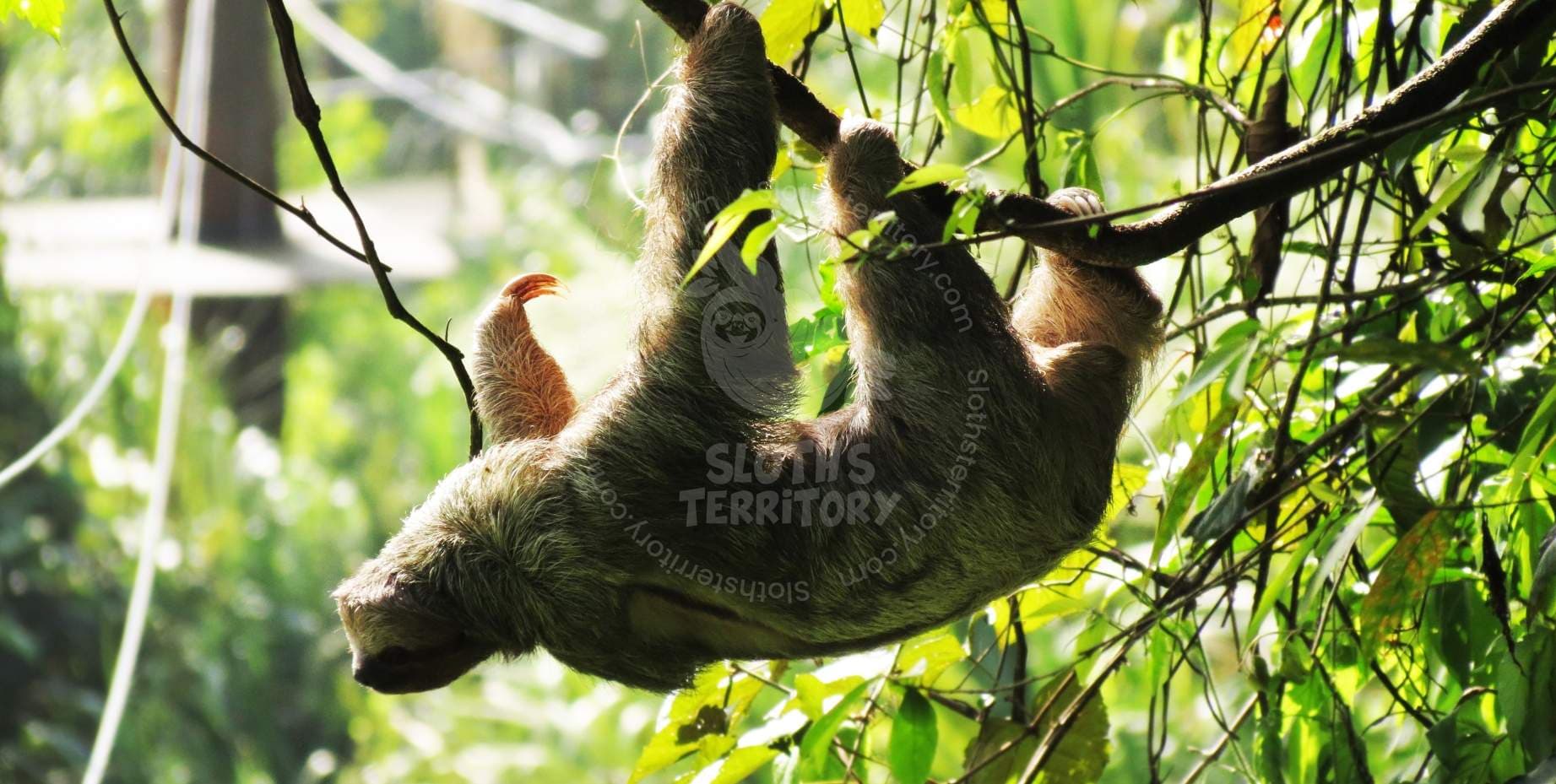 Arenal Volcano overlay, graphic design for the Policies section.